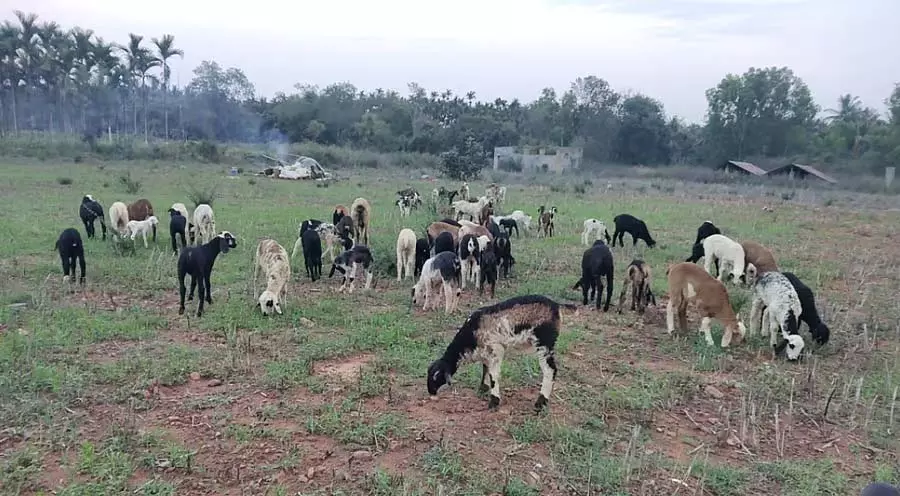 Gubbi : चारे की तलाश में चरवाहों का पलायन Gubbi : चारे की तलाश में चरवाहों का पलायन