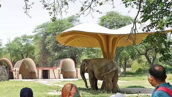 विदाई के भावुक पल, बेंगलुरु से जापान जा रहे हैं चार एशियाई हाथी विदाई के भावुक पल, बेंगलुरु से जापान जा रहे हैं चार एशियाई हाथी