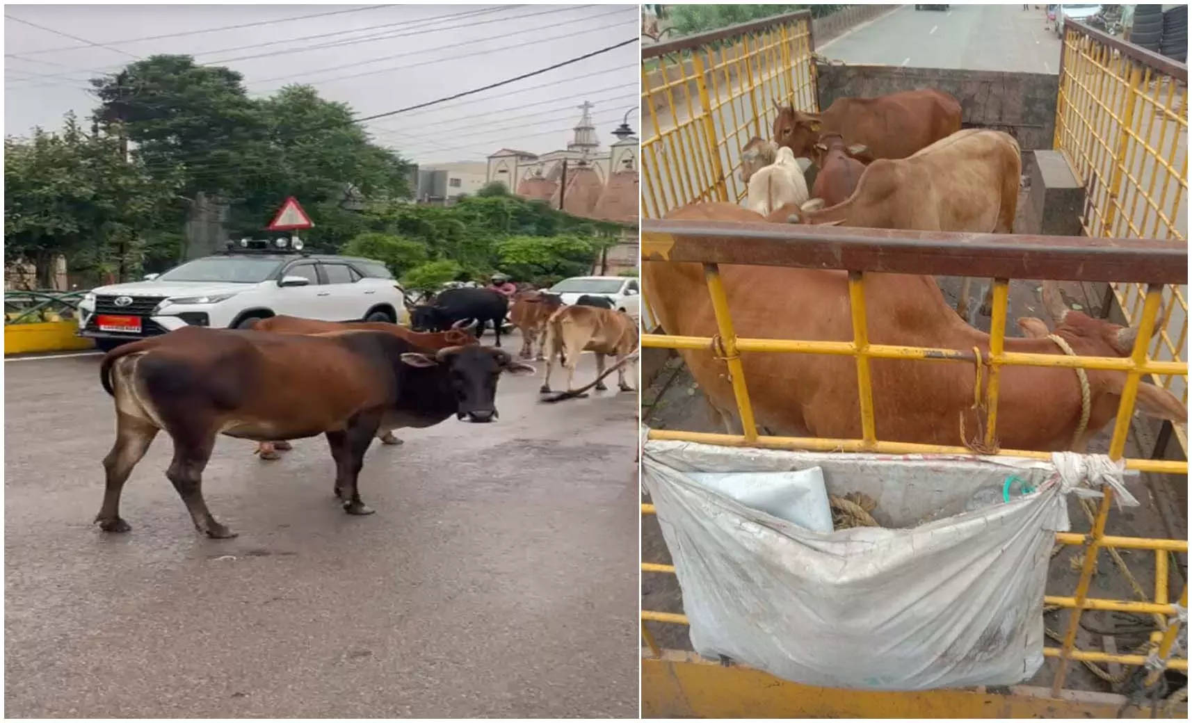 Raipur Breaking: आवारा पशु पकड़ो अभियान जारी, फिर भी सड़कों पर दिखे गौवंश Raipur Breaking: आवारा पशु पकड़ो अभियान जारी, फिर भी सड़कों पर दिखे गौवंश
