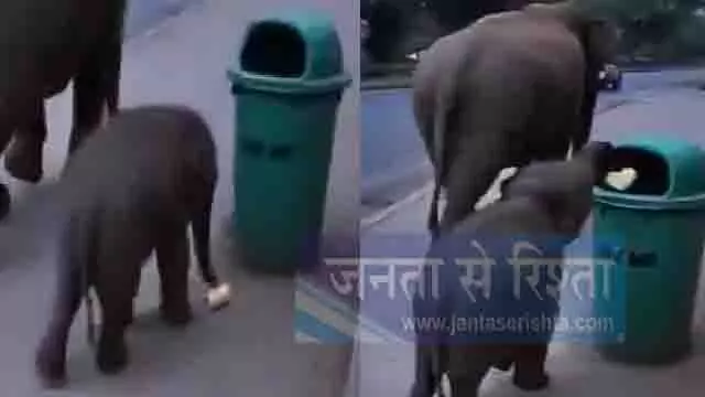हाथी के बच्चे ने कूड़ेदान में डाला कचरा, इंटरनेट पर वायरल Video हाथी के बच्चे ने कूड़ेदान में डाला कचरा, इंटरनेट पर वायरल Video