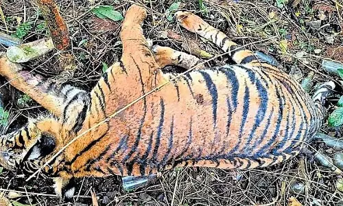 बाघ को जहर देने का मामला: तीन गिरफ्तार