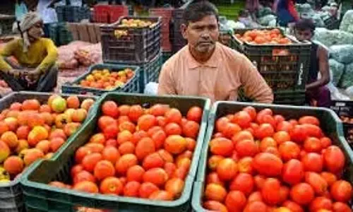 Andhra: बारिश के कहर से टमाटर किसानों को नुकसान