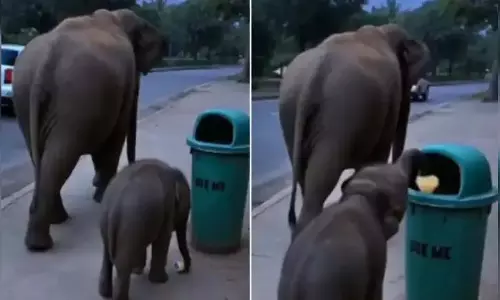 नन्हे हाथी ने कूड़ेदान का ऐसा किया इस्तेमाल, देखें वायरल VIDEO