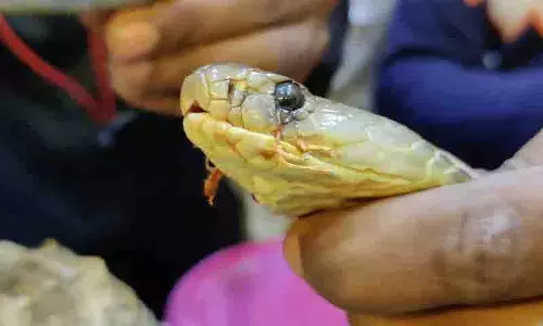 GHSPCA ने जनता से नाग पंचमी पर सांपों की रक्षा करने और क्रूरता से बचने का आग्रह किया GHSPCA ने जनता से नाग पंचमी पर सांपों की रक्षा करने और क्रूरता से बचने का आग्रह किया