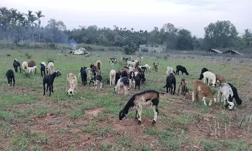 Gubbi : चारे की तलाश में चरवाहों का पलायन