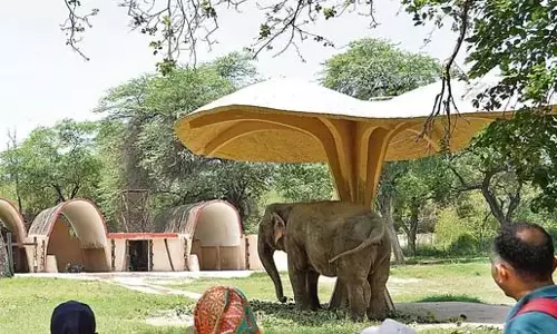 विदाई के भावुक पल, बेंगलुरु से जापान जा रहे हैं चार एशियाई हाथी