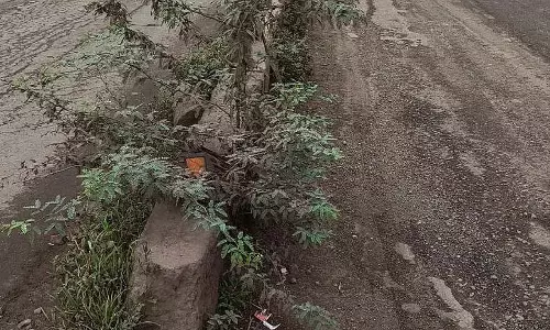 Chikkodi : सड़क के डिवाइडर कांटों और कूड़े की लकड़ियों से भरे Chikkodi : सड़क के डिवाइडर कांटों और कूड़े की लकड़ियों से भरे