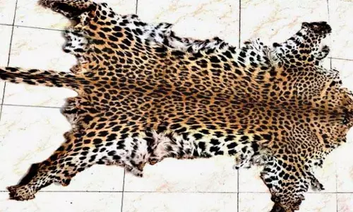ओडिशा एसटीएफ ने तेंदुए की खाल जब्त की, दो गिरफ्तार ओडिशा एसटीएफ ने तेंदुए की खाल जब्त की, दो गिरफ्तार