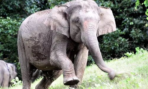 Kerala  में 5 वर्षों में हाथियों के हमले में 100 से अधिक मौतें पूरे भारत में 2,800 से अधिक मारे गए