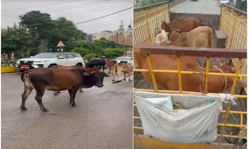 Raipur Breaking: आवारा पशु पकड़ो अभियान जारी, फिर भी सड़कों पर दिखे गौवंश