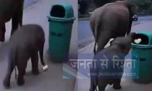 हाथी के बच्चे ने कूड़ेदान में डाला कचरा, इंटरनेट पर वायरल Video