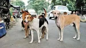 Kota: आवारा कुत्तों का कहर, डेढ़ साल के मासूम बच्चे को 7 फीट तक घसीटा Kota: आवारा कुत्तों का कहर, डेढ़ साल के मासूम बच्चे को 7 फीट तक घसीटा