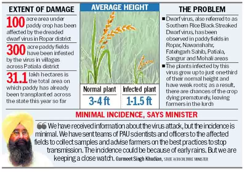 Punjab के 6 जिलों में धान उत्पादक खतरनाक बौना वायरस से जूझ रहे Punjab के 6 जिलों में धान उत्पादक खतरनाक बौना वायरस से जूझ रहे