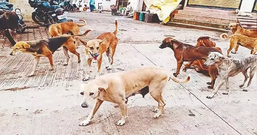 Harohalli : 6 महीने में कुत्तों के काटने के 253 मामले दर्ज Harohalli : 6 महीने में कुत्तों के काटने के 253 मामले दर्ज