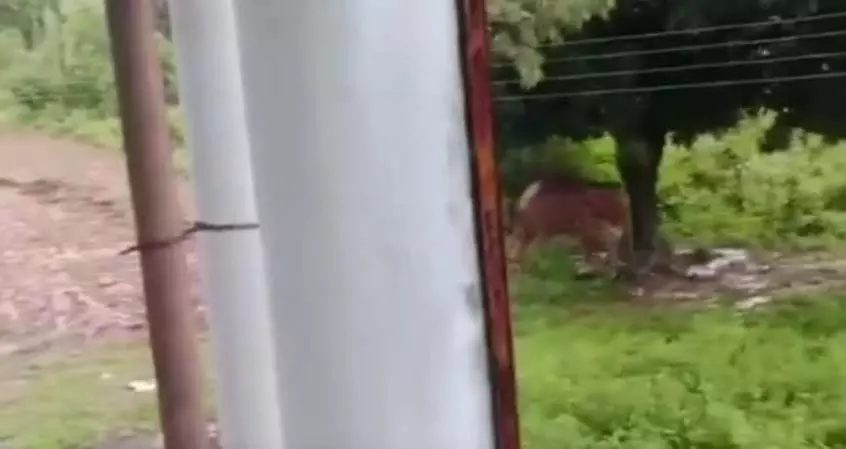 किसान-ग्रामीण की मौत, मादा हाथी ने शावक के साथ मिलकर मचाया उत्पात किसान-ग्रामीण की मौत, मादा हाथी ने शावक के साथ मिलकर मचाया उत्पात