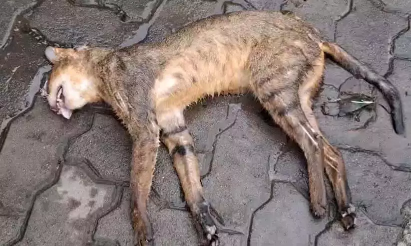 Kerala : कार की टक्कर से बाघ जैसा दिखने वाला जीव मृत पाया Kerala : कार की टक्कर से बाघ जैसा दिखने वाला जीव मृत पाया