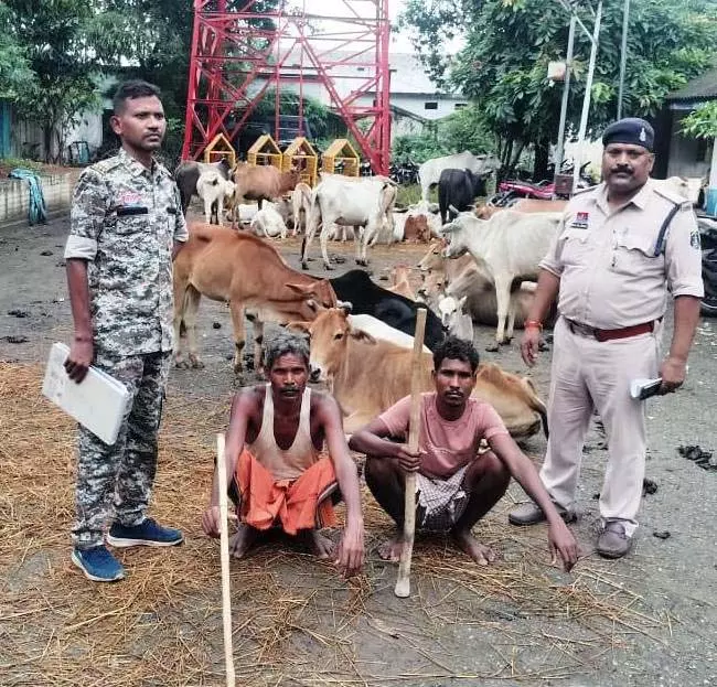 52 मवेशियों को तस्करों के चंगुल से छुड़ाया गया, दो गिरफ्तार 52 मवेशियों को तस्करों के चंगुल से छुड़ाया गया, दो गिरफ्तार