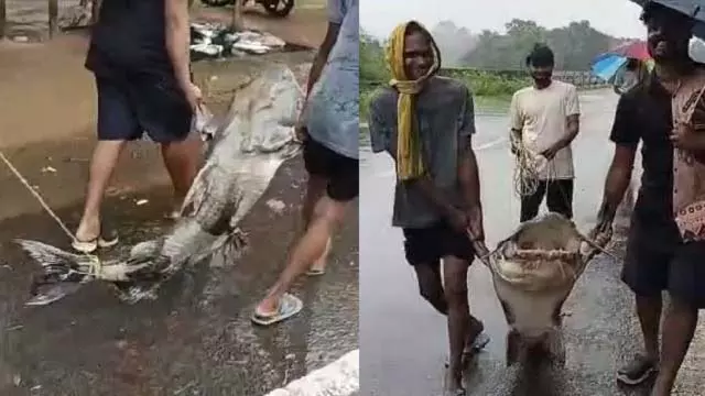 Odisha: अंगुल जिले में सामल बैराज से 170 किलोग्राम दुर्लभ मछली पकड़ी गई Odisha: अंगुल जिले में सामल बैराज से 170 किलोग्राम दुर्लभ मछली पकड़ी गई