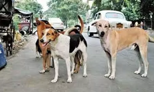 Kota: आवारा कुत्तों का कहर, डेढ़ साल के मासूम बच्चे को 7 फीट तक घसीटा
