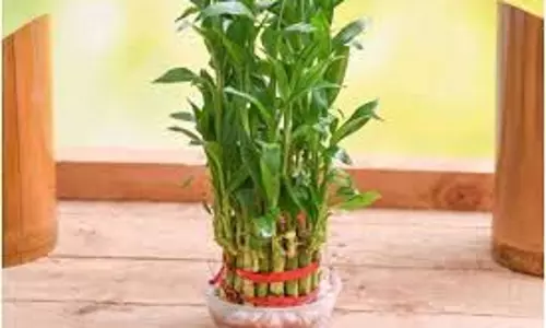 Vastu Tips:  सौभाग्य पाने के लिए घर की इस दिशा में लगाएं बांस का पौधा,नए अवसरों के द्वार खुलेंगे