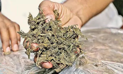 MP : शहडोल में लावारिस कार से 300 किलो गांजा जब्त MP : शहडोल में लावारिस कार से 300 किलो गांजा जब्त