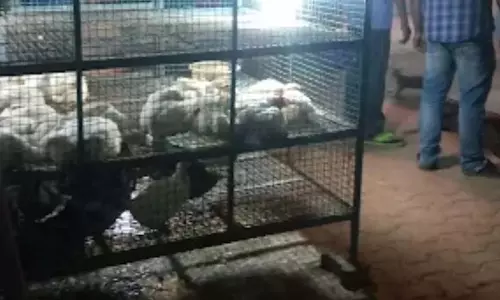 बर्ड फ्लू के डर से भुवनेश्वर में चिकन की बिक्री प्रभावित, मछली की कीमतें बढ़ीं बर्ड फ्लू के डर से भुवनेश्वर में चिकन की बिक्री प्रभावित, मछली की कीमतें बढ़ीं