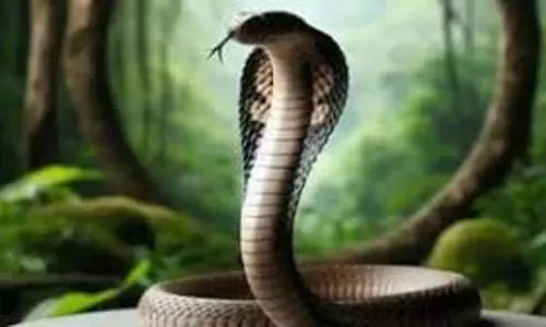 Snake Idol in Dream: सपने में नाग देवता की मूर्ति देखने का क्या मतलब है