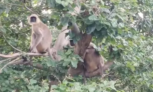 Panna: बंदरों का आतंक, वन विभाग की टीम ने किया रेस्क्यू Panna: बंदरों का आतंक, वन विभाग की टीम ने किया रेस्क्यू