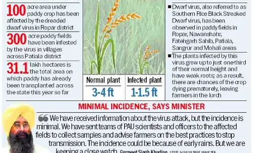 Punjab के 6 जिलों में धान उत्पादक खतरनाक बौना वायरस से जूझ रहे Punjab के 6 जिलों में धान उत्पादक खतरनाक बौना वायरस से जूझ रहे