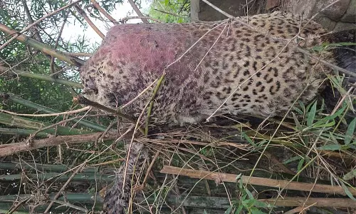 थम्मनायकनहल्ली: जाल में फंसकर तेंदुए की मौत थम्मनायकनहल्ली: जाल में फंसकर तेंदुए की मौत