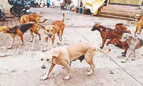 Harohalli : 6 महीने में कुत्तों के काटने के 253 मामले दर्ज Harohalli : 6 महीने में कुत्तों के काटने के 253 मामले दर्ज