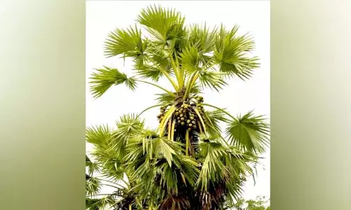 Kerala : चेंगल में बौने ताड़ के पेड़ों की खेती के प्रयास
