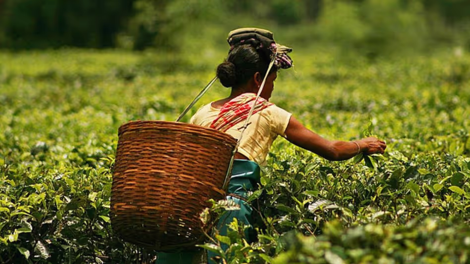 Assam चाय ब्रिटिश बाजार में शुल्क मुक्त प्रवेश करेगी हिमंत Assam चाय ब्रिटिश बाजार में शुल्क मुक्त प्रवेश करेगी हिमंत