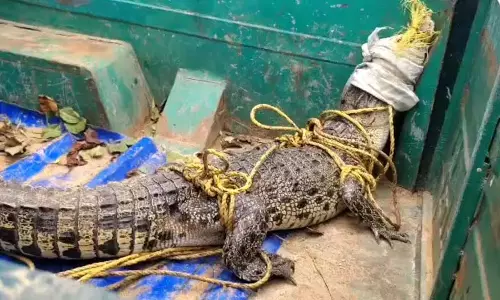 केंद्रपाड़ा में गांव के तालाब में मगरमच्छ, रेस्क्यू टीम ने बचाया