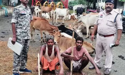 52 मवेशियों को तस्करों के चंगुल से छुड़ाया गया, दो गिरफ्तार