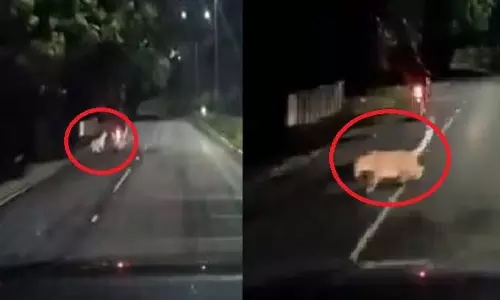 चलती बाइक पर तेंदुए का हमला, वायरल वीडियो से मची दहशत