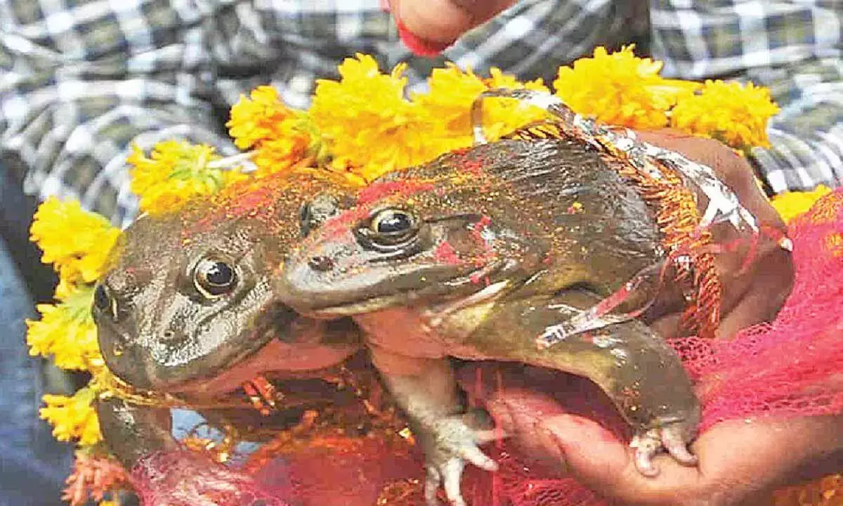 Andhra: मेंढक पूजा के बाद हुई बारिश से ग्रामीणों को लगा कि उनकी मांग पूरी हो गई है Andhra: मेंढक पूजा के बाद हुई बारिश से ग्रामीणों को लगा कि उनकी मांग पूरी हो गई है