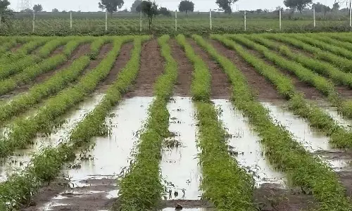 लगातार बारिश: कपास, मिर्च और ज्वार की फसलों में डाउनी मिल्ड्यू रोग की संभावना