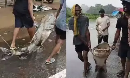 Odisha: अंगुल जिले में सामल बैराज से 170 किलोग्राम दुर्लभ मछली पकड़ी गई