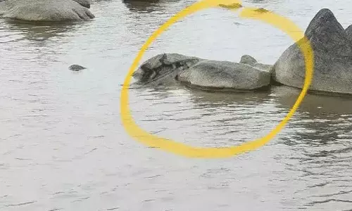 श्रावणमास के दौरान गोदावरी में मगरमच्छ, श्रद्धालुओं में दहशत