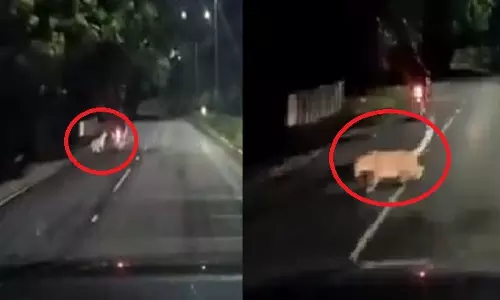 चलती बाइक पर तेंदुए का हमला, चौंकाने वाला वायरल Video, दहशत का माहौल चलती बाइक पर तेंदुए का हमला, चौंकाने वाला वायरल Video, दहशत का माहौल