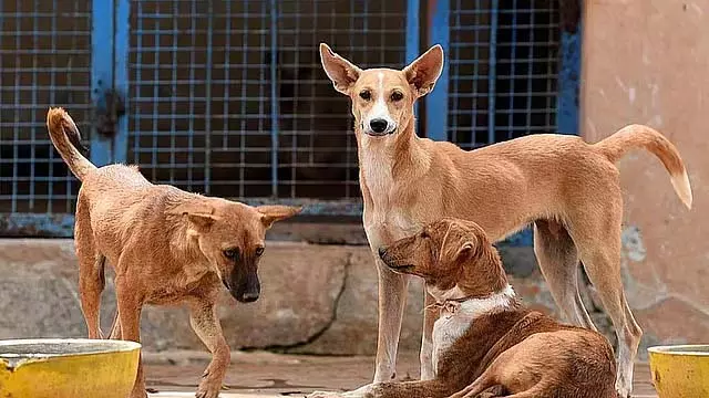 कुत्ते हैं मुसीबत : तमिलनाडु सरकार ने इच्छामृत्यु की अनुमति दी कुत्ते हैं मुसीबत : तमिलनाडु सरकार ने इच्छामृत्यु की अनुमति दी