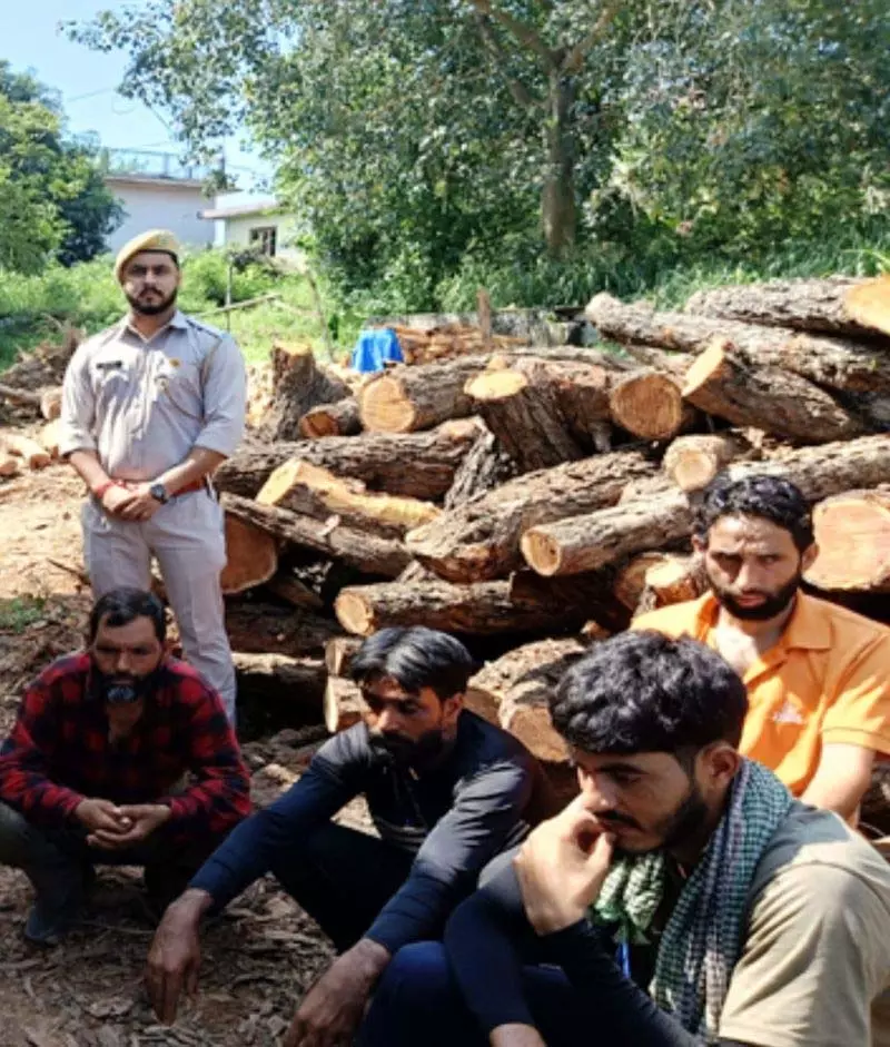 Himachal: वन अधिकारियों ने 300 खैर की लकड़ियों के साथ लकड़ी तस्करों को गिरफ्तार किया Himachal: वन अधिकारियों ने 300 खैर की लकड़ियों के साथ लकड़ी तस्करों को गिरफ्तार किया