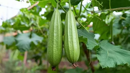 तोरई: डायबिटीज से त्वचा रोग तक, कई समस्याओं का एक समाधान तोरई: डायबिटीज से त्वचा रोग तक, कई समस्याओं का एक समाधान