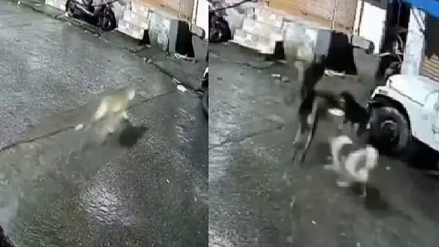कुत्ते-बिल्ली समझकर तेंदुए के पीछे पड़े, नतीजा हैरान कर देगा कुत्ते-बिल्ली समझकर तेंदुए के पीछे पड़े, नतीजा हैरान कर देगा