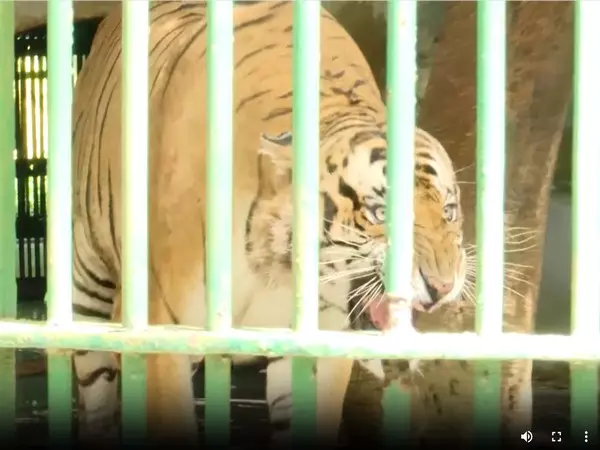 केरल: वायनाड से लाए गए बाघ के हमले में तिरुवनंतपुरम चिड़ियाघर का कर्मचारी घायल केरल: वायनाड से लाए गए बाघ के हमले में तिरुवनंतपुरम चिड़ियाघर का कर्मचारी घायल