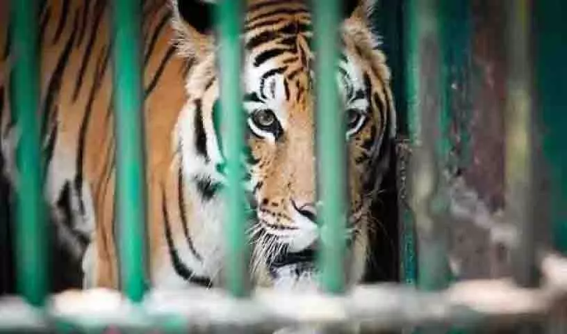 मादा बाघिन ने चिड़ियाघर के सुपरवाइजर पर हमला किया मादा बाघिन ने चिड़ियाघर के सुपरवाइजर पर हमला किया