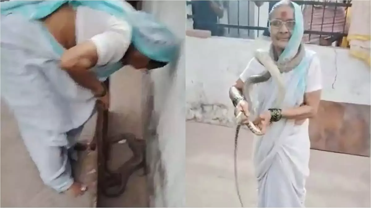 सांप से नहीं डरती दादी, पुणे की बुजुर्ग महिला का साहस देख हर कोई हैरान सांप से नहीं डरती दादी, पुणे की बुजुर्ग महिला का साहस देख हर कोई हैरान