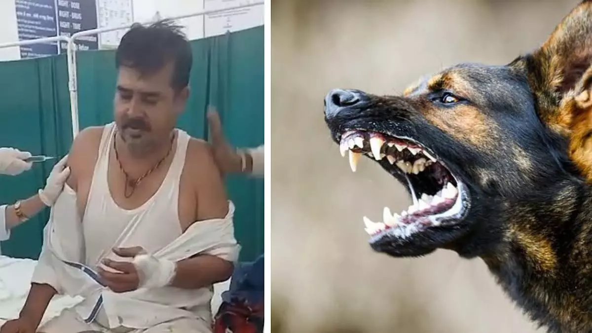 MP : कुक्षी में आवारा कुत्तों का आतंक, 30 से ज्यादा लोग घायल MP : कुक्षी में आवारा कुत्तों का आतंक, 30 से ज्यादा लोग घायल