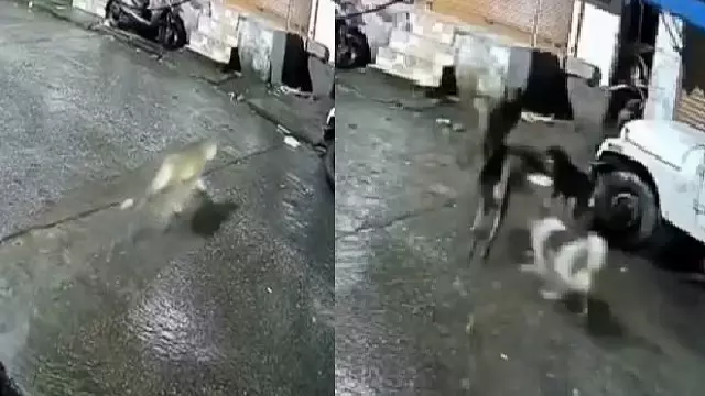 Video: कुत्ते बिल्ली समझकर तेंदुए के पीछे पड़े, फिर जो हुआ वो आपको हैरान कर देगा Video: कुत्ते बिल्ली समझकर तेंदुए के पीछे पड़े, फिर जो हुआ वो आपको हैरान कर देगा